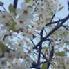tricia_shi